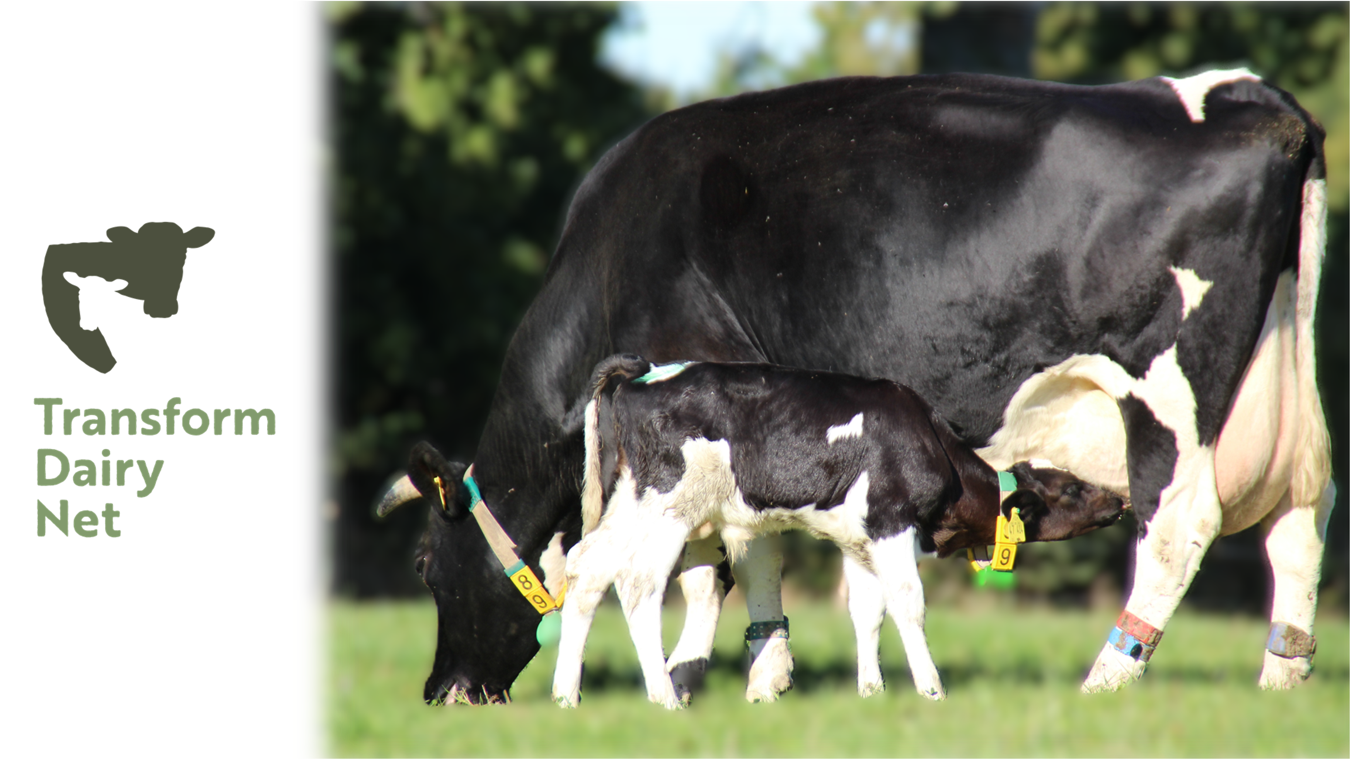 Vaches
