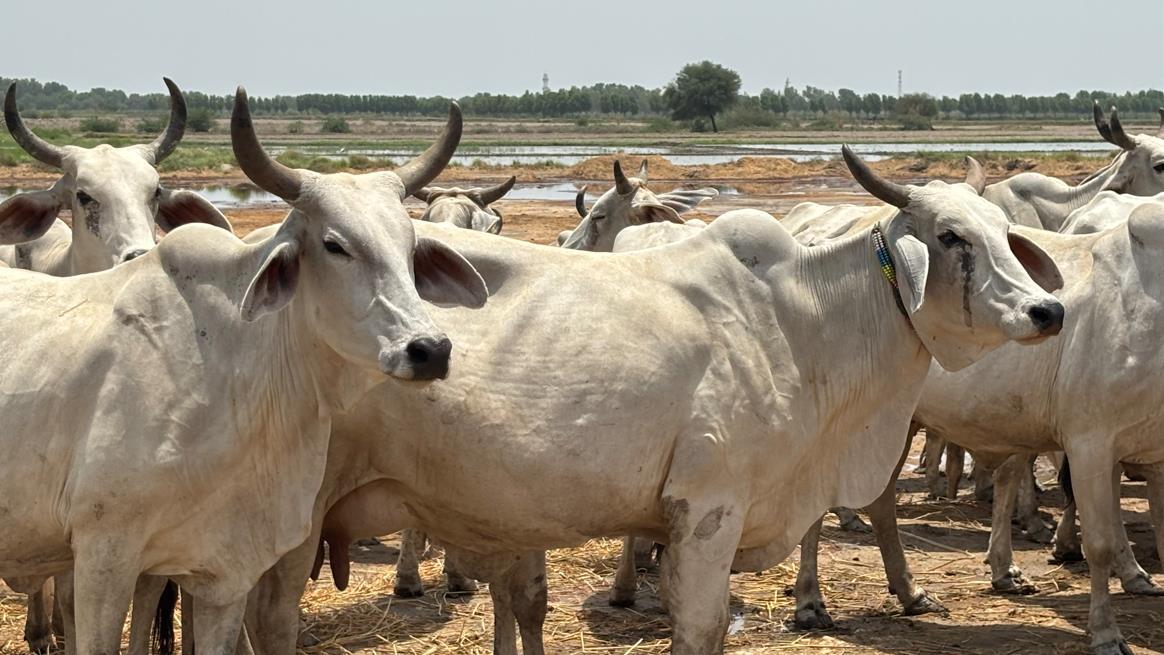 Vaches