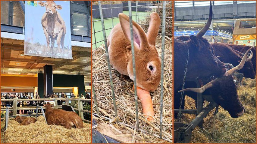 Oupette, son veau et autres animaux
