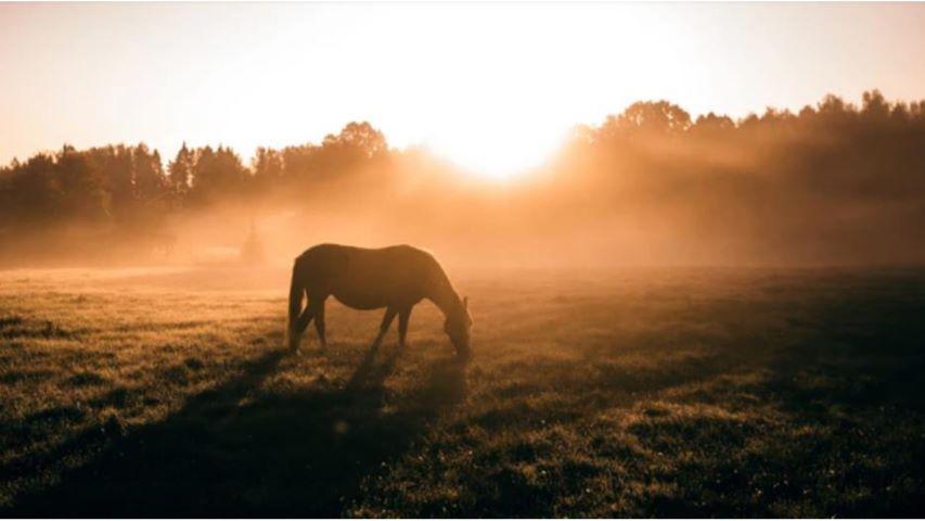 Cheval