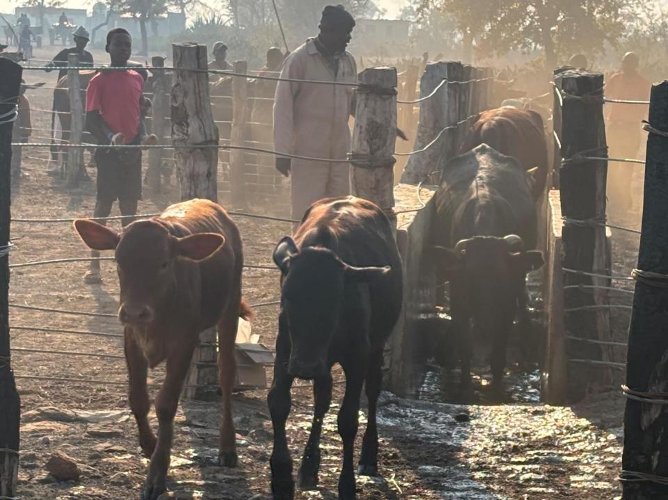 Vaches
