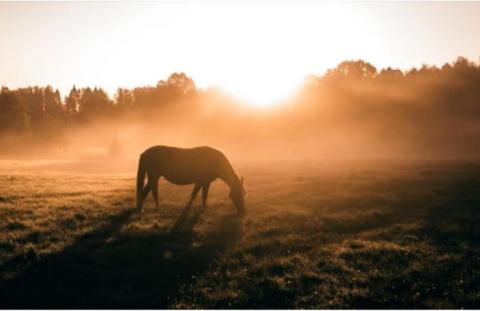 Cheval