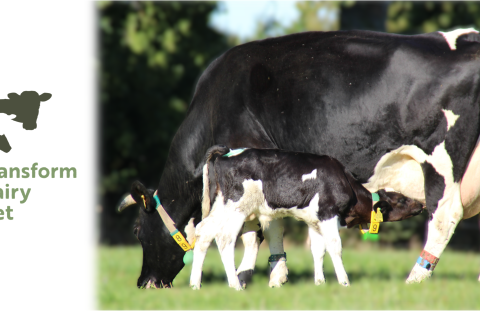 Cows